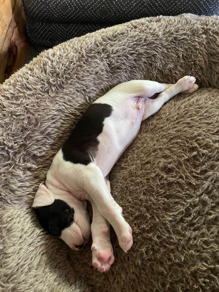 Moo