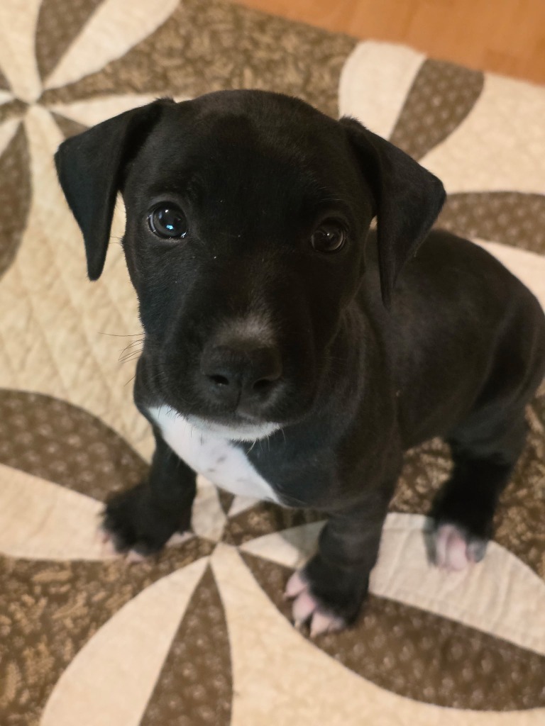 Bruno