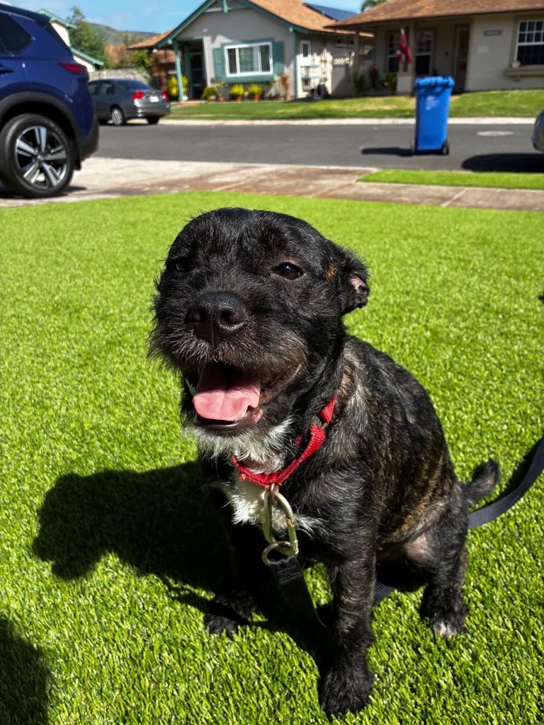 Pepper