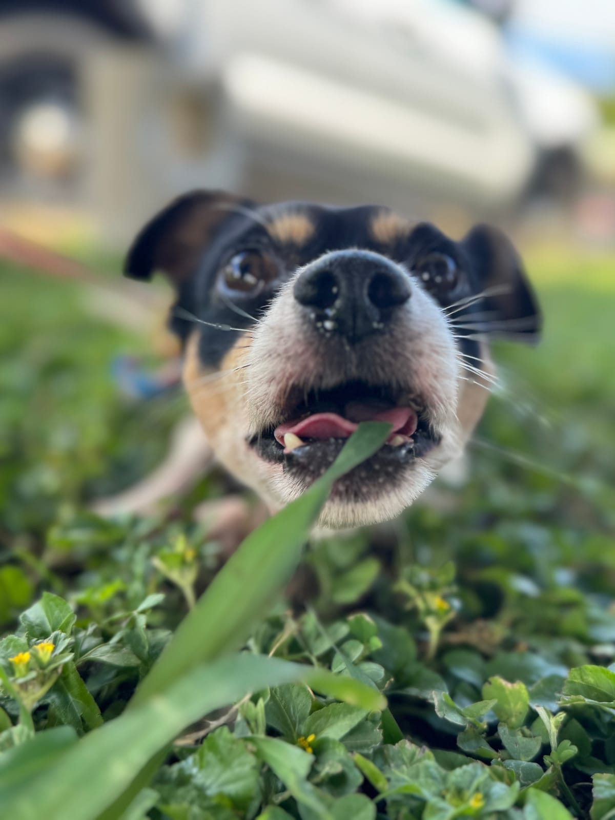 Lil Smokey photo