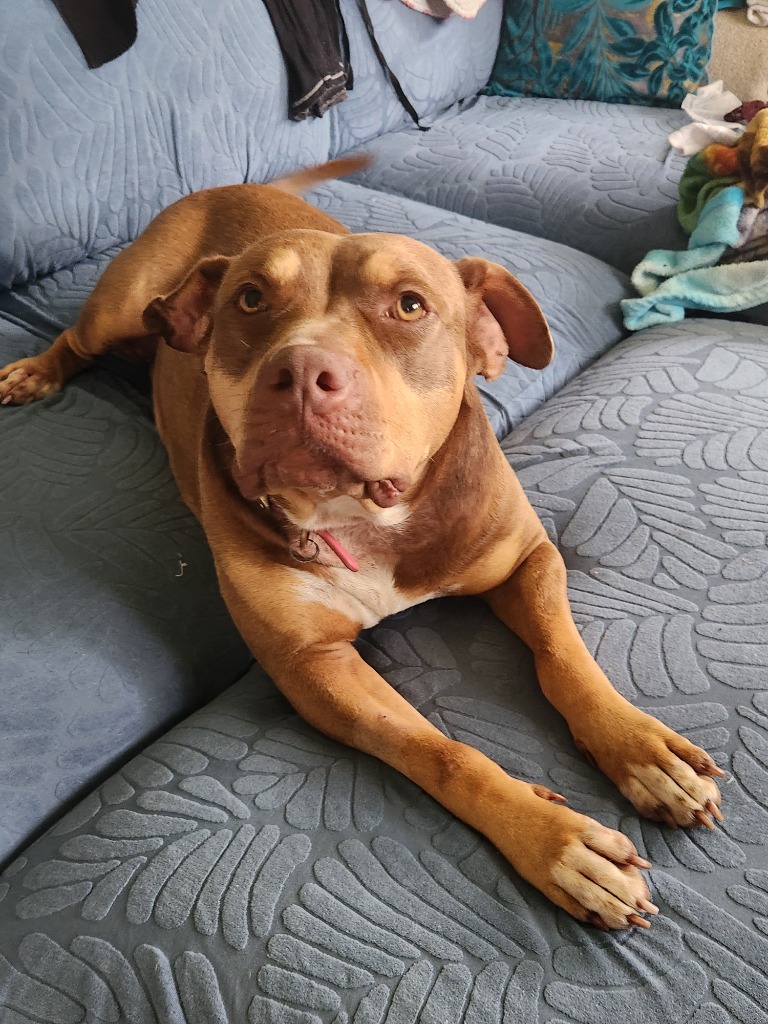 Nala