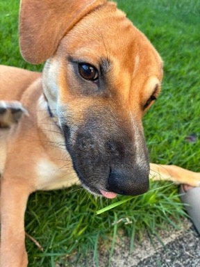 Ernie, photo 3