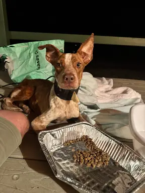 Cali **(missing since 8/15/25) photo