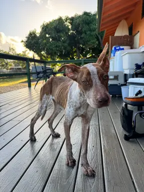 Cali **(missing since 8/15/25) photo