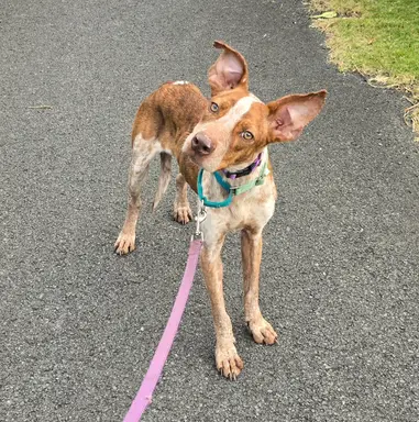 Cali **(missing since 8/15/25) photo