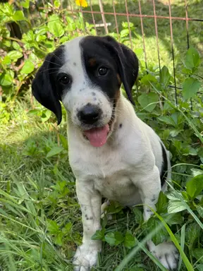 Ryder photo