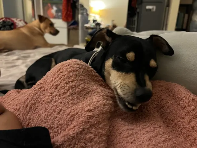Buckley