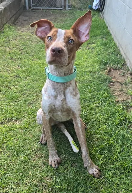 Cali **(missing since 8/15/25)