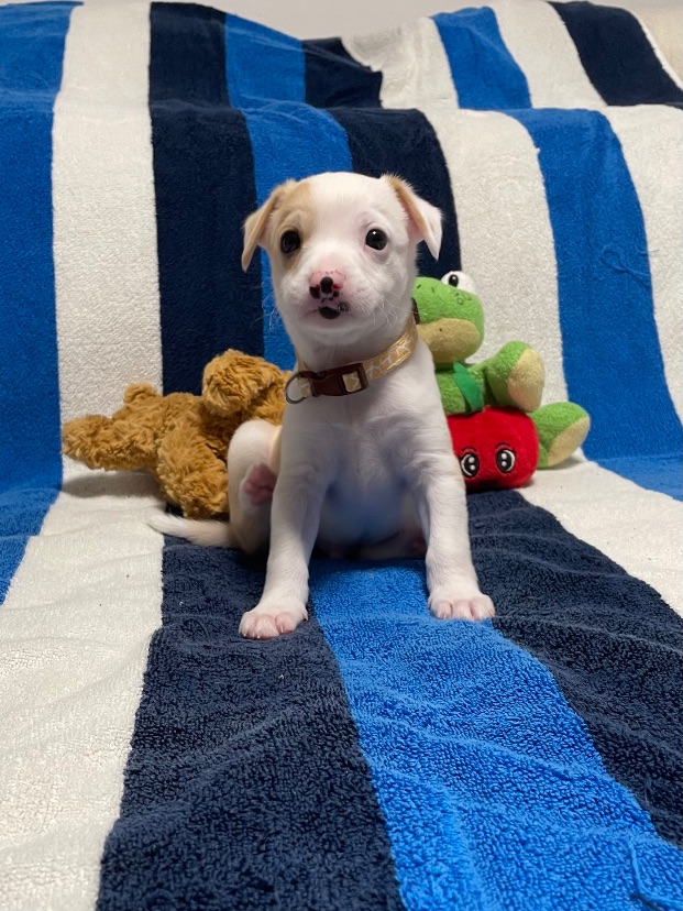 Porter, a 2-Month-Old Male Chihuahua Mixed Breed available for adoption on Oahu