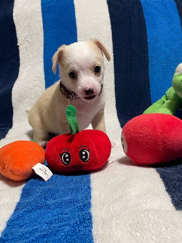 Johnny, a 2-Month-Old Male Chihuahua Mixed Breed available for adoption on Oahu