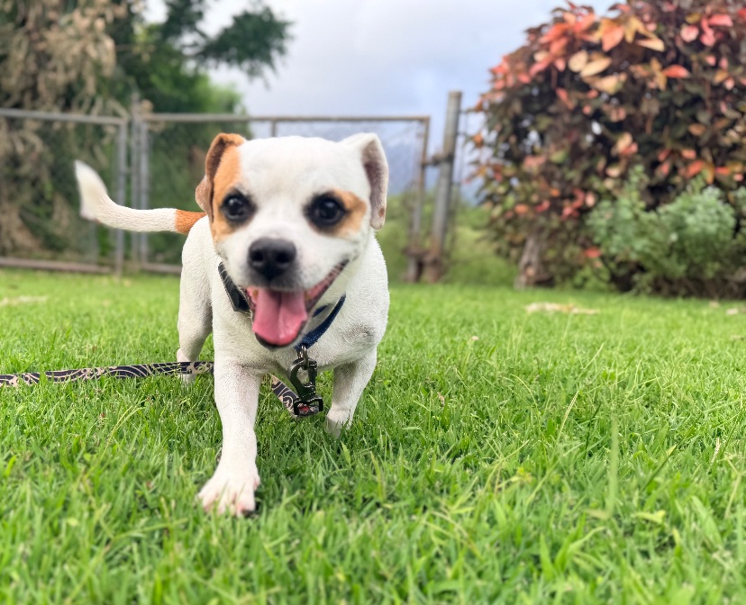 Potato, a 4-Year-Old Male Mixed Breed available for adoption on Oahu