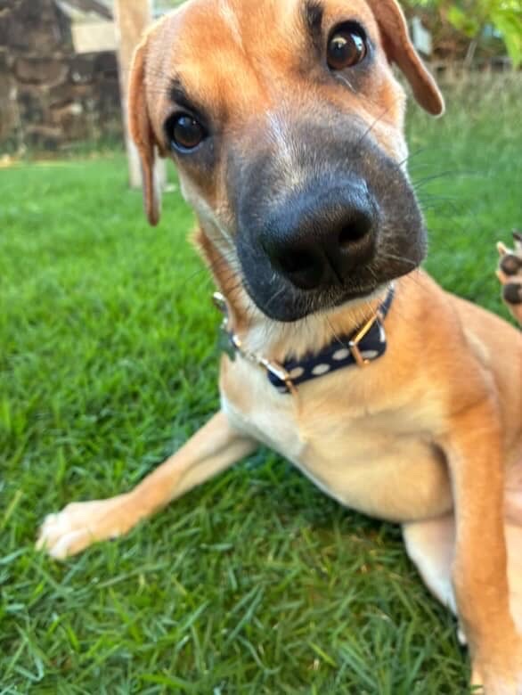 Ernie, a 6-Month-Old Male Terrier/Mix available for adoption on Oahu