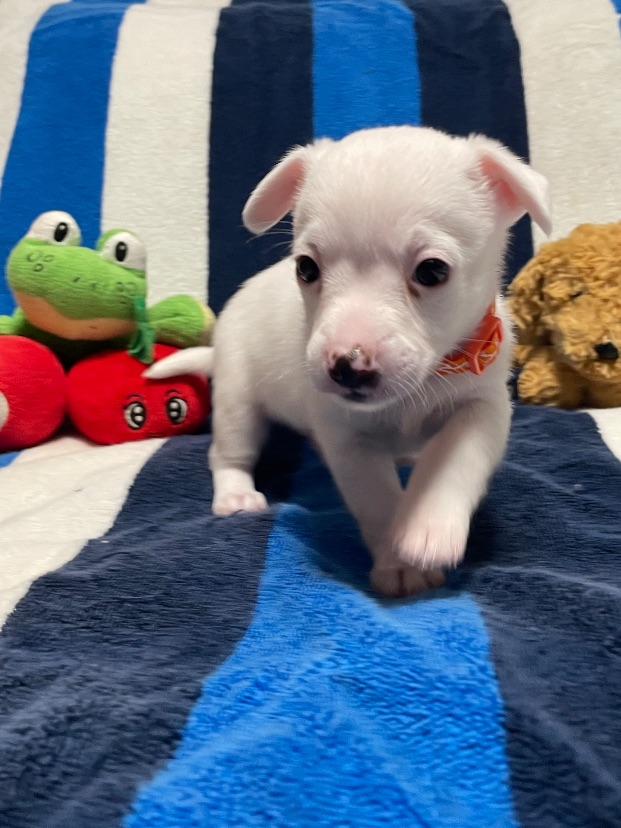 Willie, a 2-Month-Old Male Chihuahua Mixed Breed available for adoption on Oahu