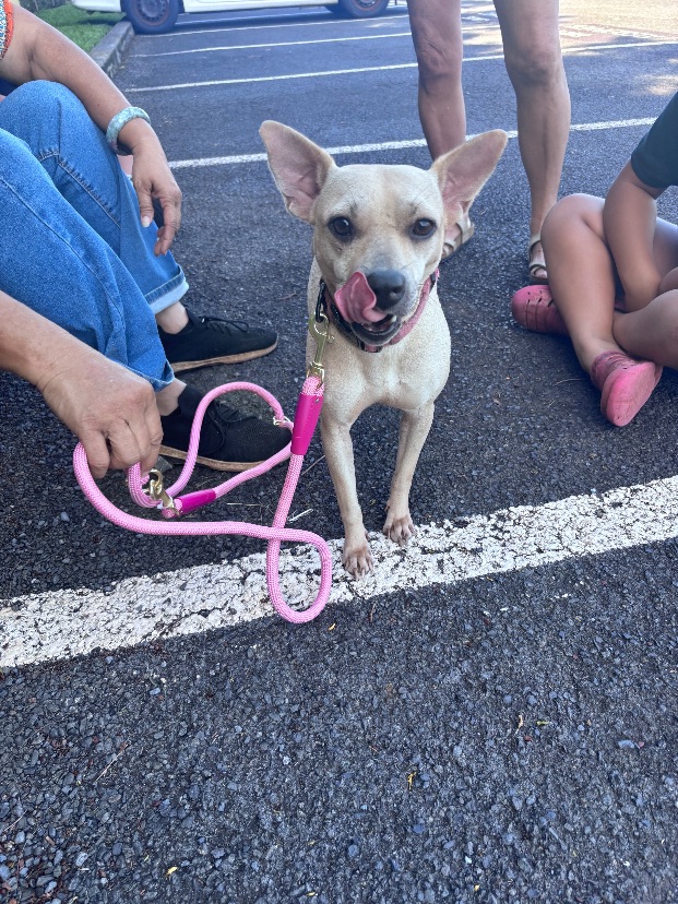 Little, a 3-Year-Old Female Chihuahua Mix available for adoption on Oahu