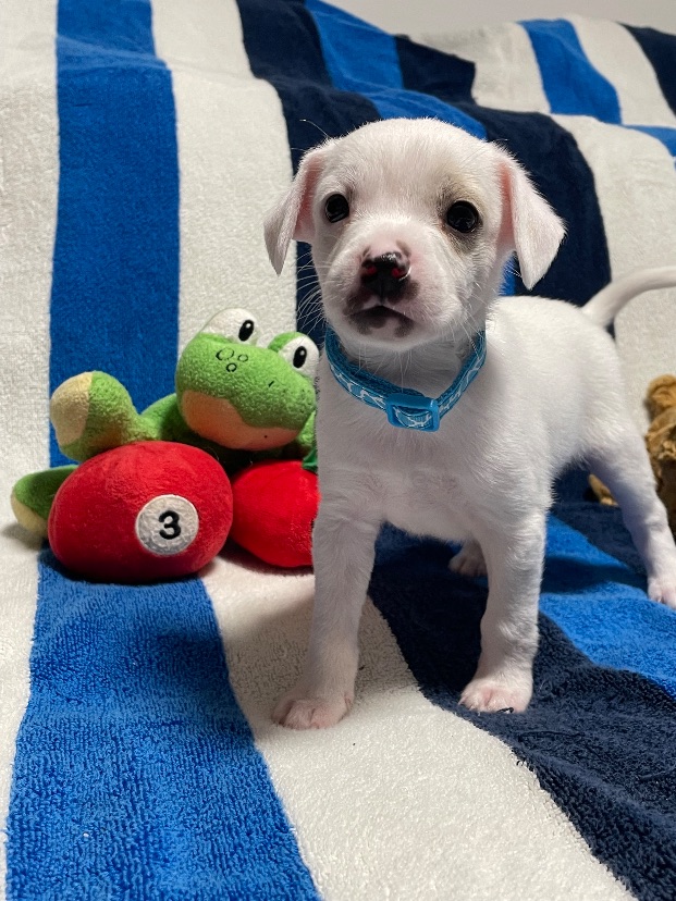 Kenny, a 2-Month-Old Male Chihuahua Mixed Breed available for adoption on Oahu