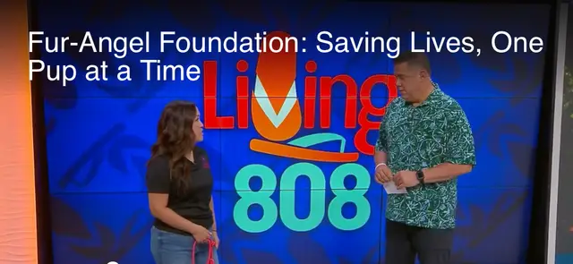 KHON2 — Fur-Angel Foundation: Saving Lives, One Pup at a Time
