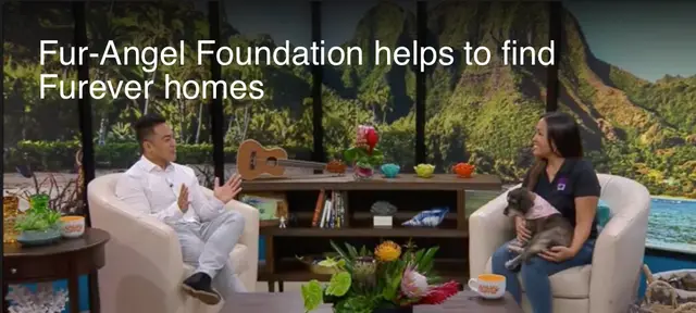 KHON2 — Fur-Angel Foundation helps find Fur-ever homes