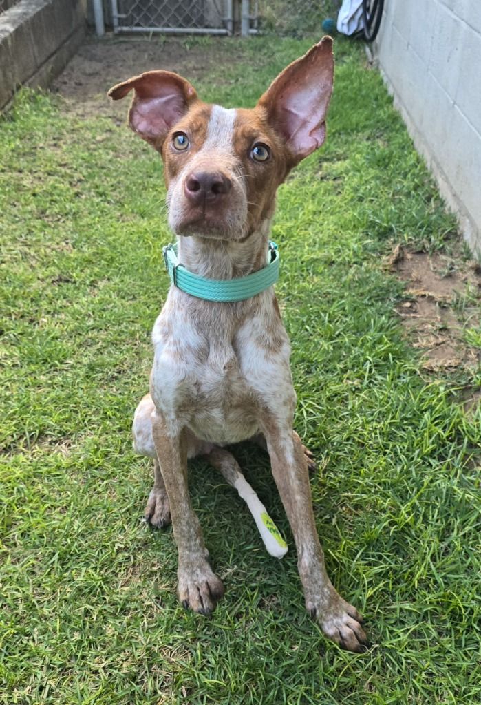 Cali **(missing since 8/15/25)