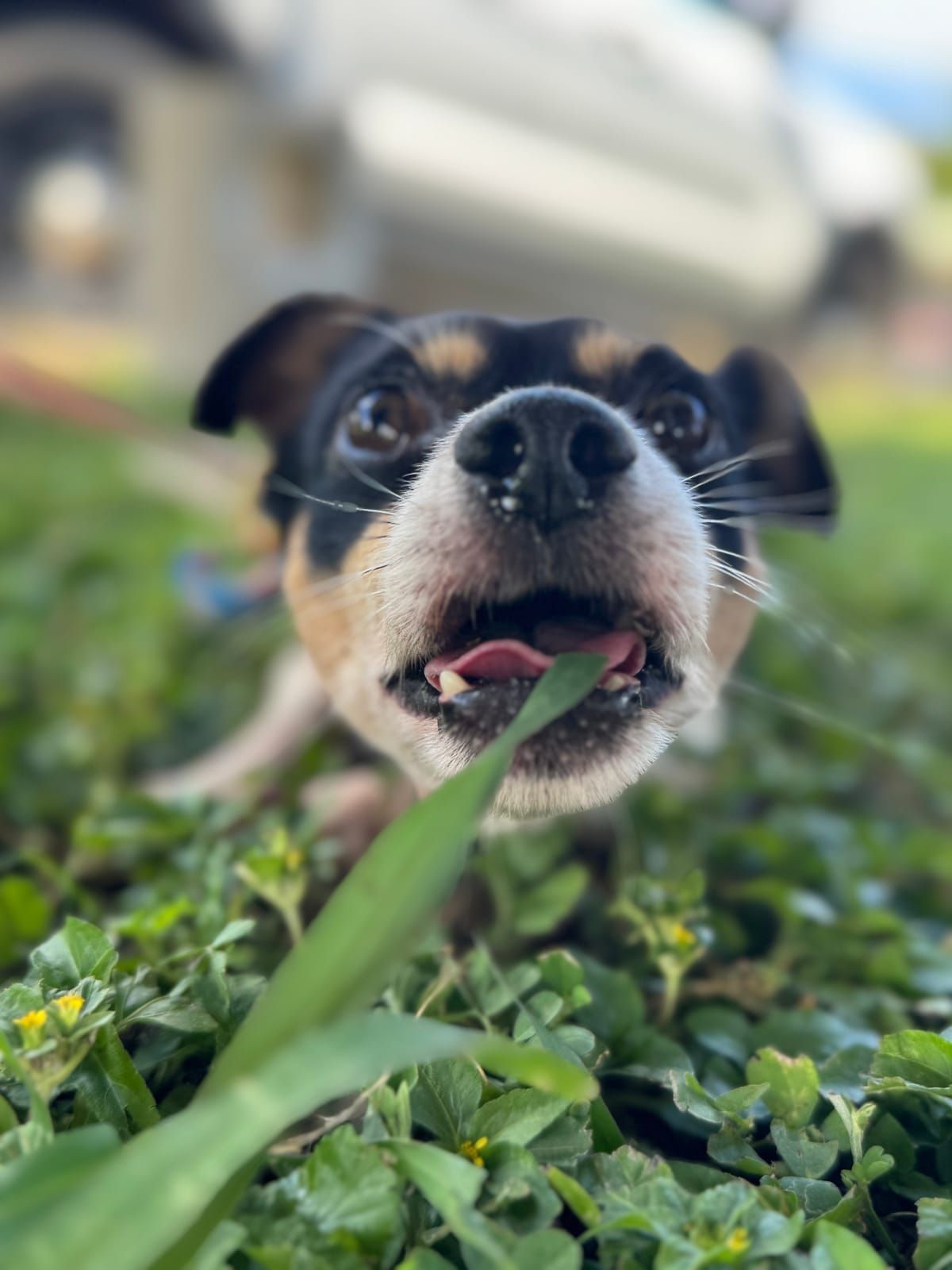 Lil Smokey photo