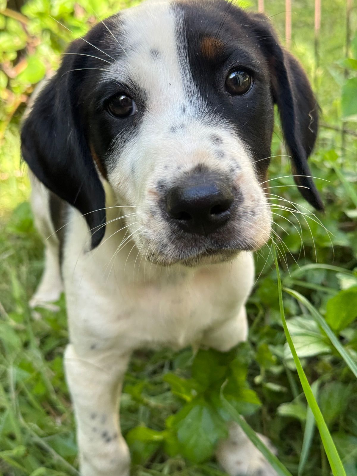 Ryder