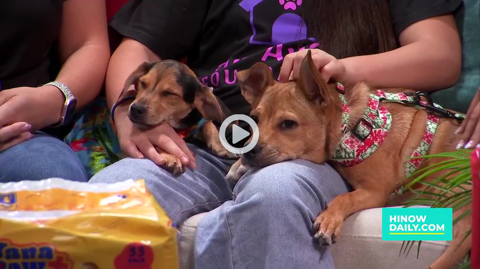 Hi Now Daily! — Adopt or foster a new best friend for the holidays