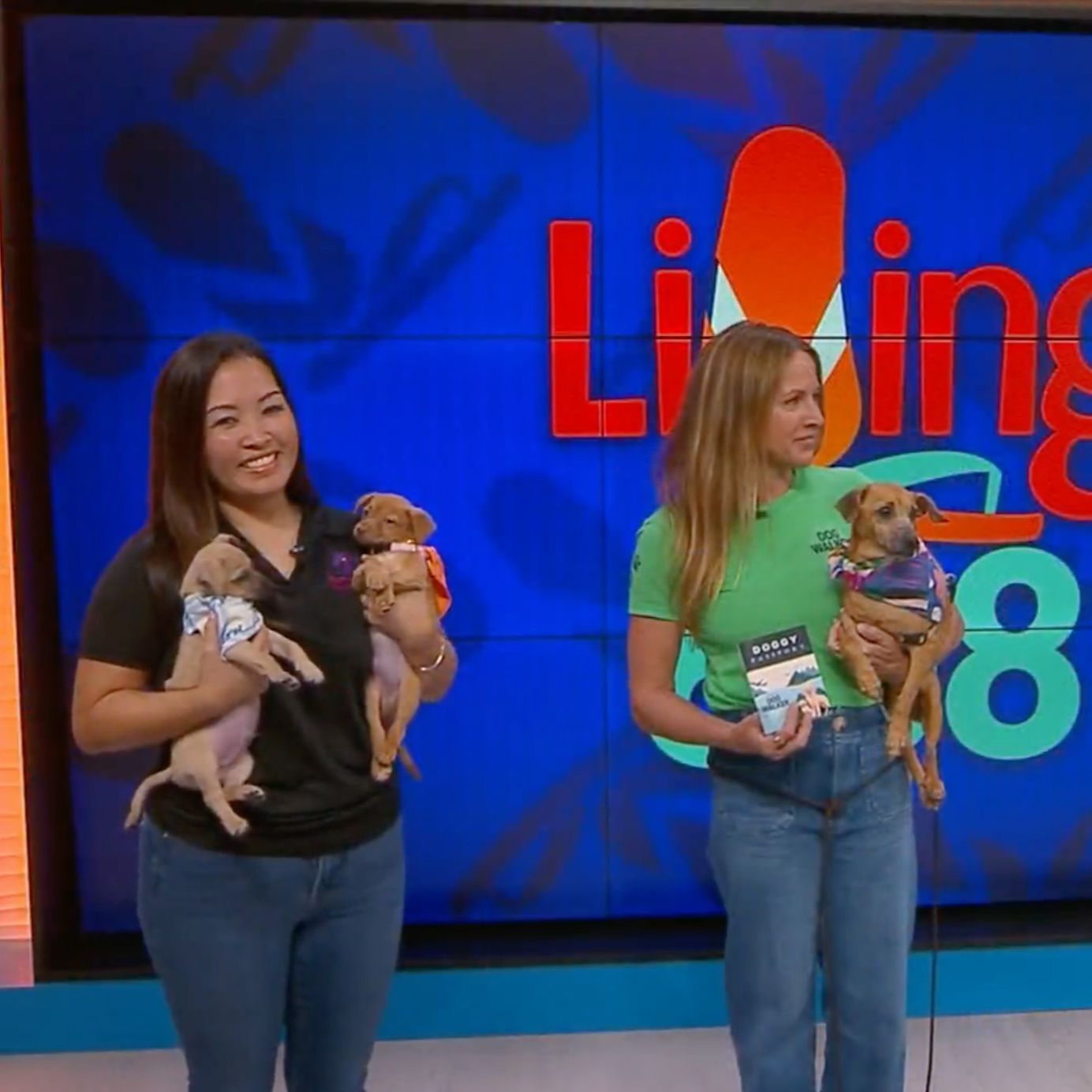 KHON2 — The Doggy Passport: A Summer of Fun, Discounts, and Giving Back for Oahu’s Dog Lovers
