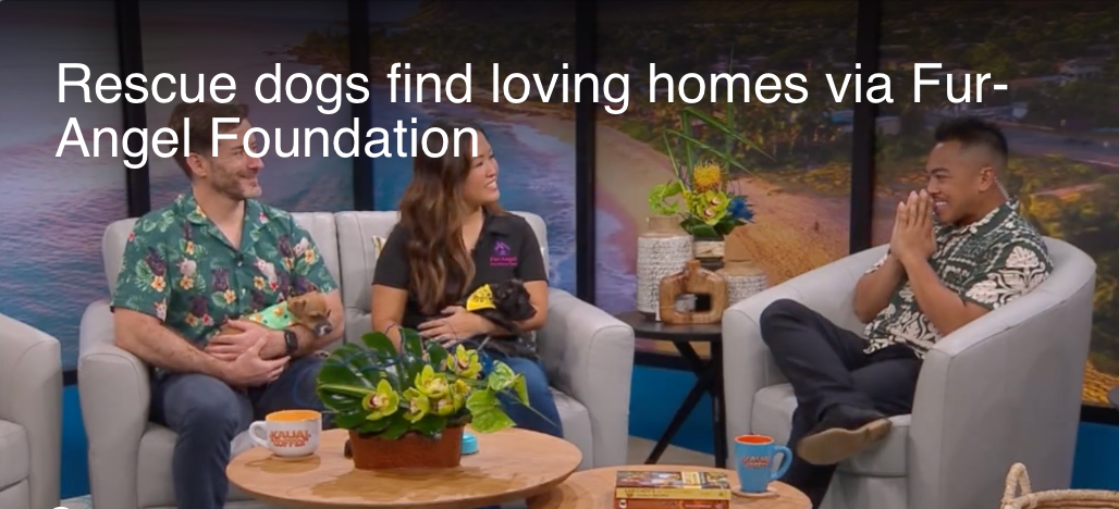 KHON2 — Rescue dogs find loving homes via Fur-Angel Foundation