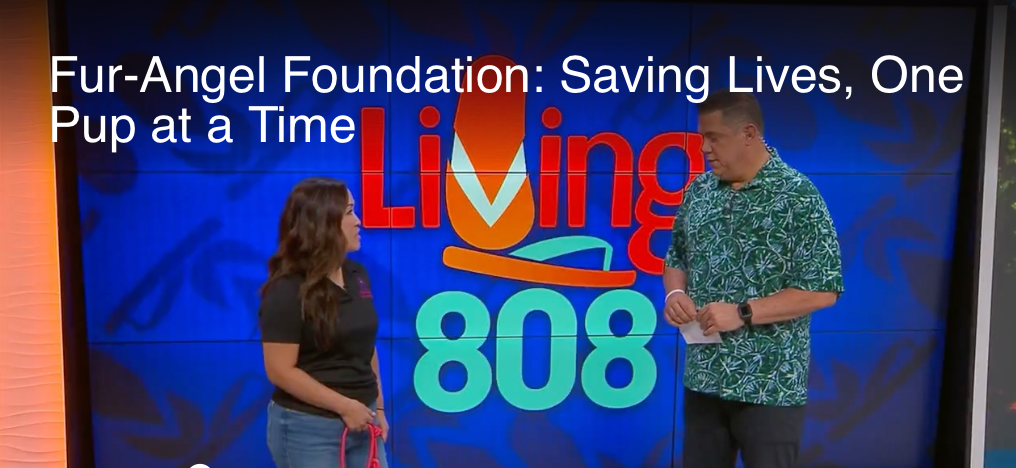 KHON2 — Fur-Angel Foundation: Saving Lives, One Pup at a Time