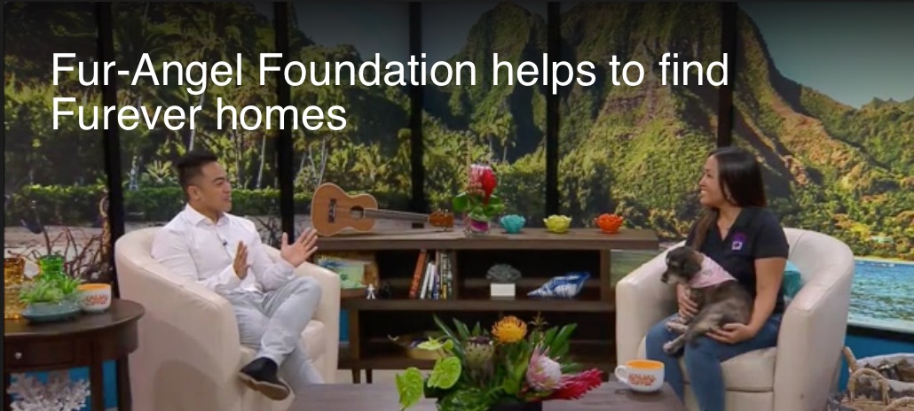 KHON2 — Fur-Angel Foundation helps find Fur-ever homes