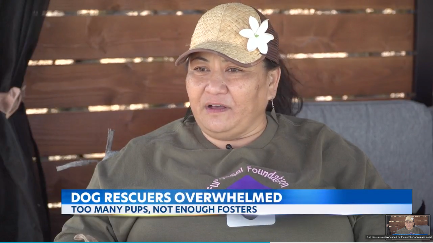 KITV — Dog Rescuers Overwhelmed